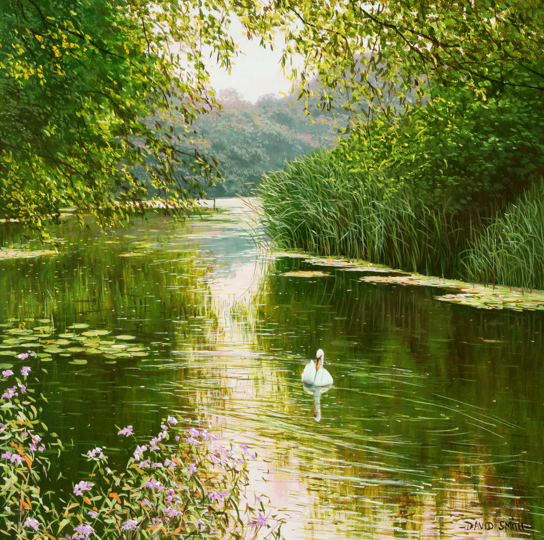SWAN ON THE RIVER STORT - Open Edition Print
