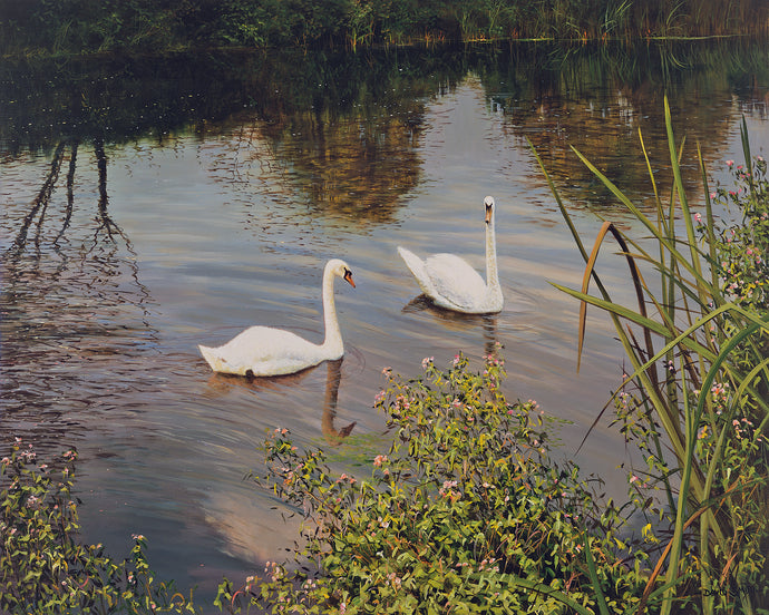 SWAN DANCE - Limited Edition Print